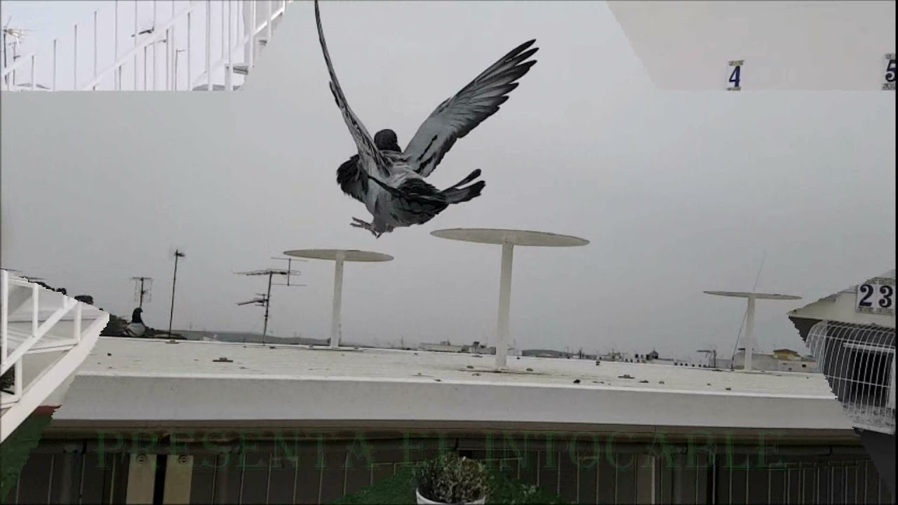 buchon Jiennense de vuelo belleza y trabajo