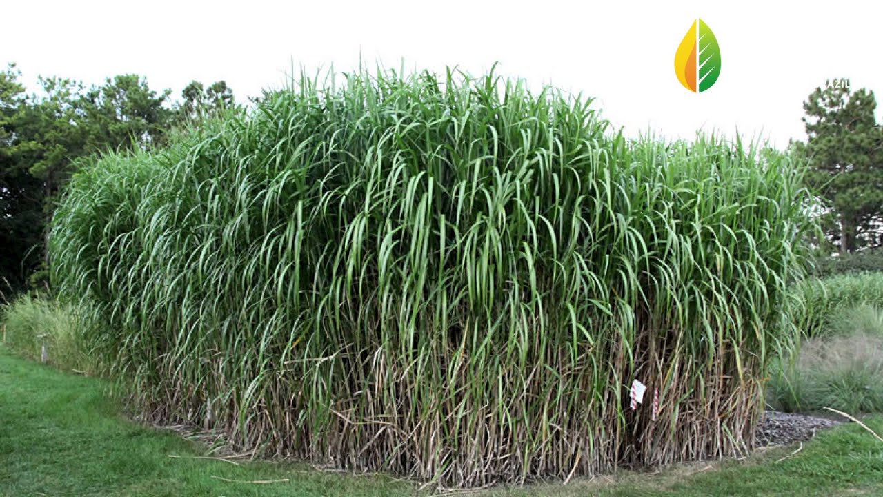 Giant Carajas Grass (Elephant Grass) with Energy Crops Brazil