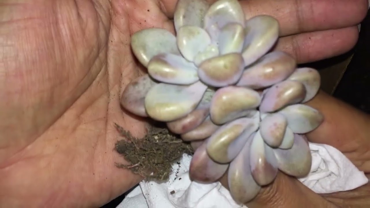 || UNBOXING NEW SUCCULENTS || PURCHASED NEW ONES AFTER A LONG TIME ||