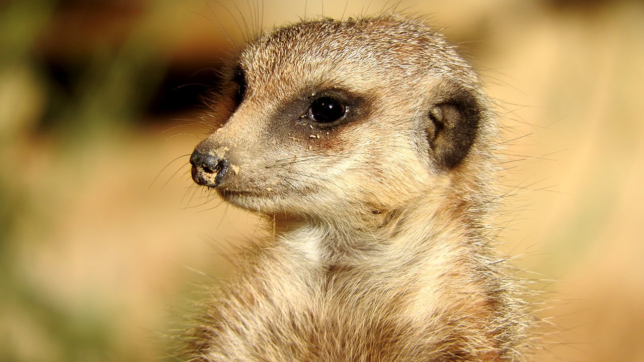 Müdes Erdmännchen schläft ein!