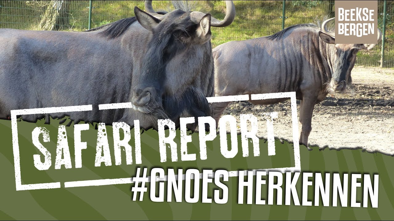 SAFARI REPORT | #82 GNOES HERKENNEN