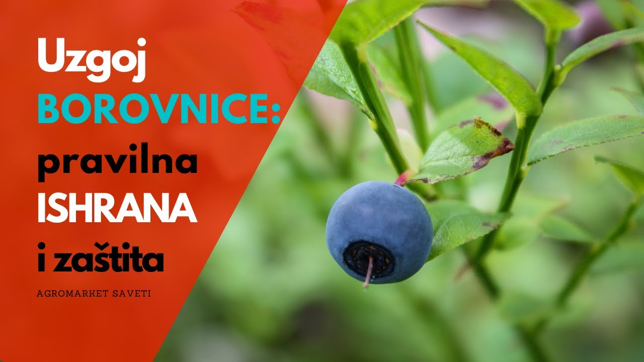 Proizvodnja BOROVNICE | Specifična Đubriva i Program Zaštite