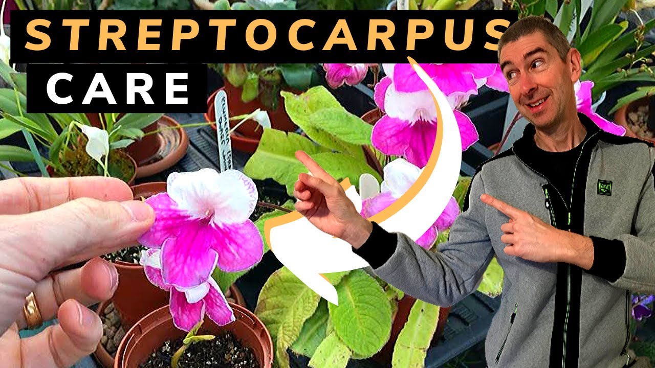 STREPTOCARPUS PLANT CARE (CULTURE OF THE CAPE PRIMROSE)
