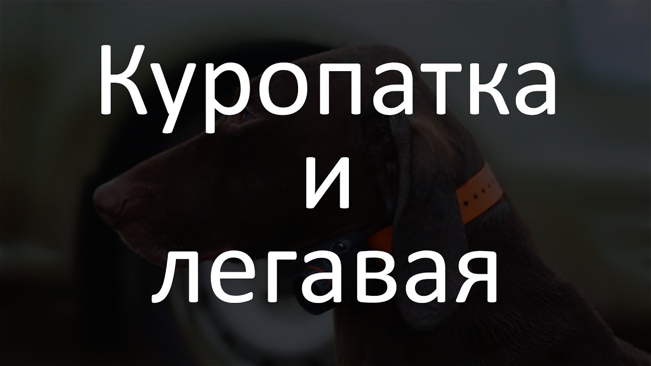 Славная Охота - на куропатку с легавыми