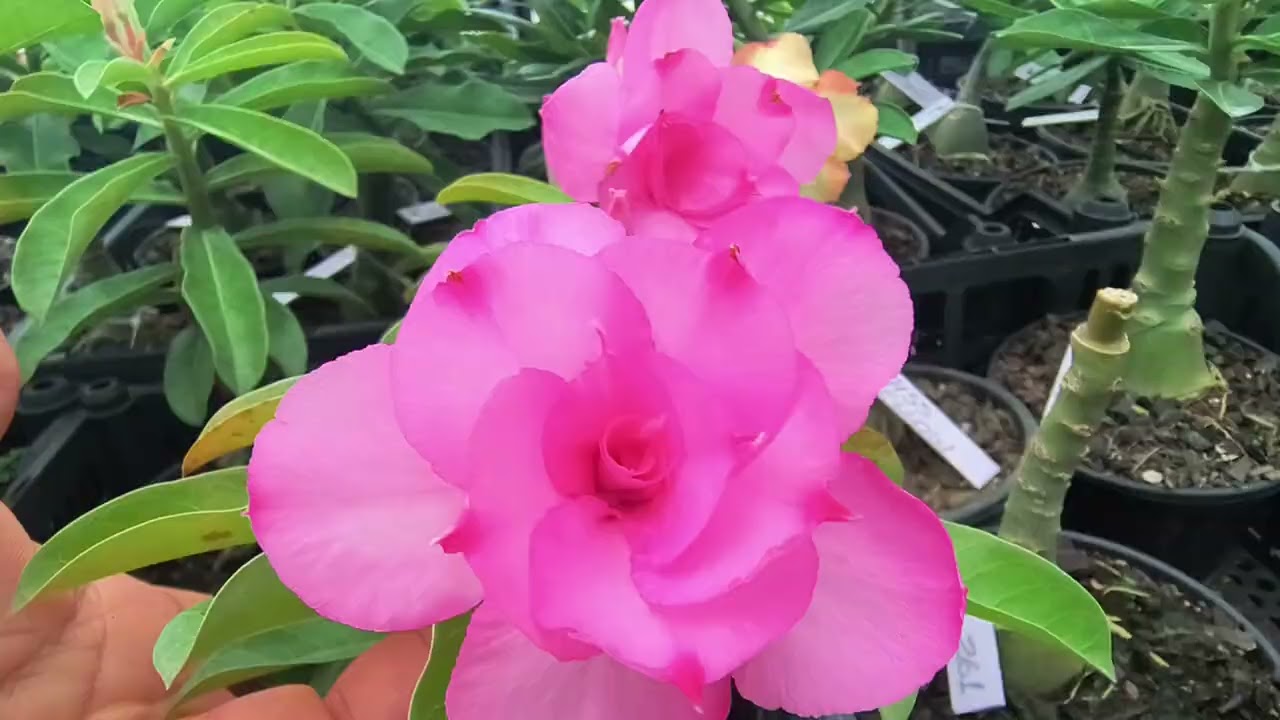 Um verdadeiro espetáculo de beleza o paraíso das flores 😍69981568551