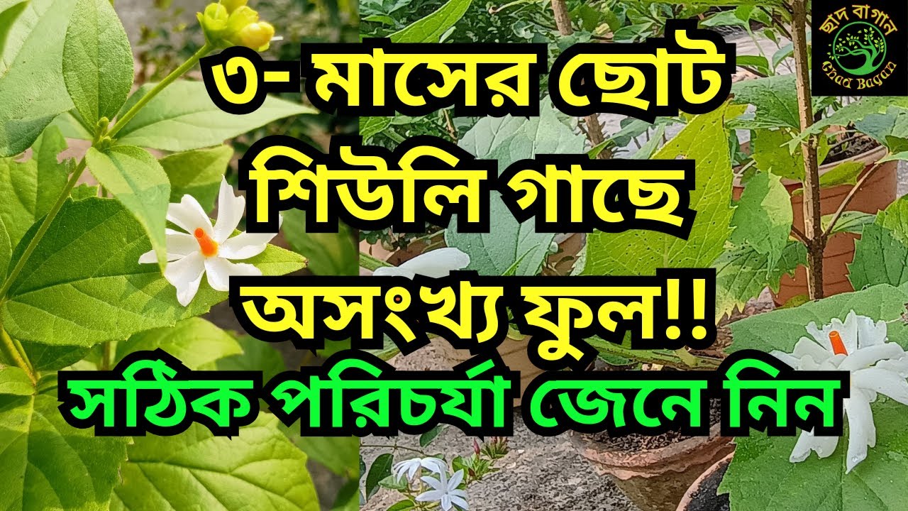 ছোট শিউলি গাছে অনেক ফুল আনার পদ্ধতি | Night Jasmine Plant Care | শিউলি ফুল গাছের যত্ন |শিউলি ফুল গাছ