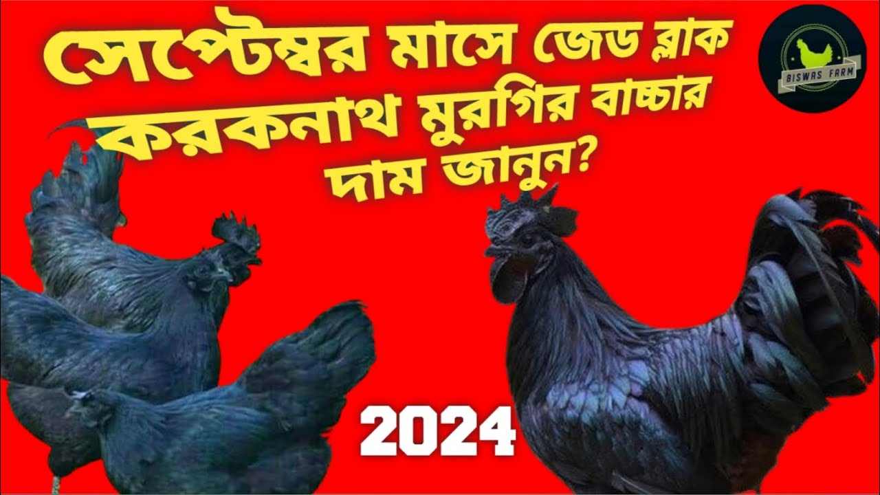 Kadaknath Murga Palon || kadaknath Chicken Farming in kolkata || Biswas Farm