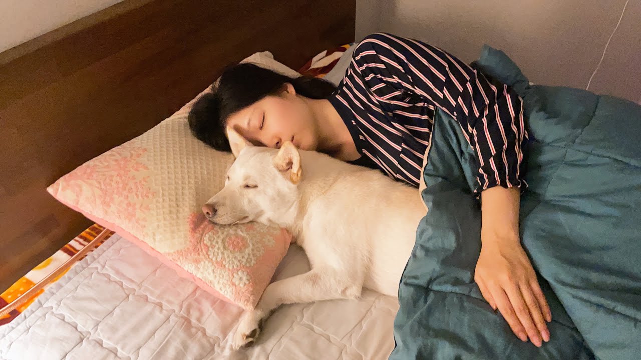 주인이 자는동안 진돗개는 뭘 할까? / 강아지 반응