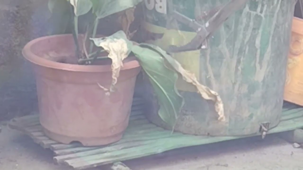 KING COBRA pumasok sa bahay!!! 