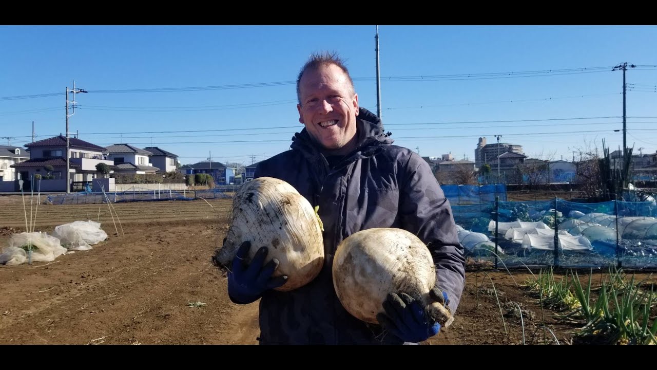 Sakurajima Radish 桜島大根収穫千葉県花見川区