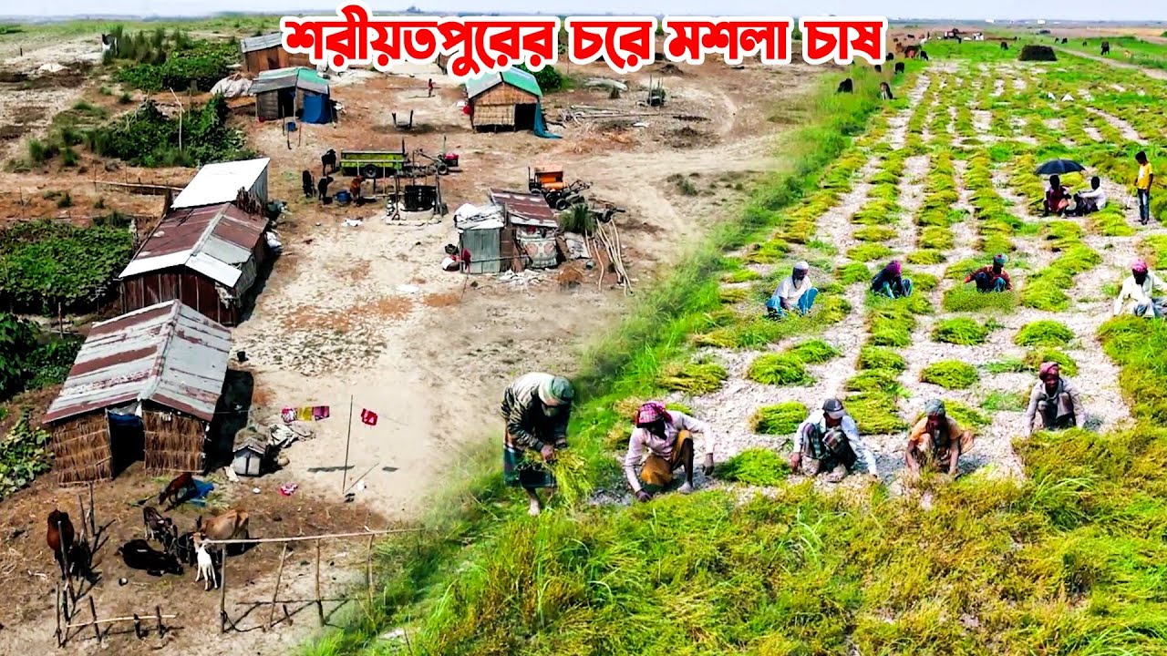শরীয়তপুরের চরে রকমারি মশলা চাষ || Panorama Documentary