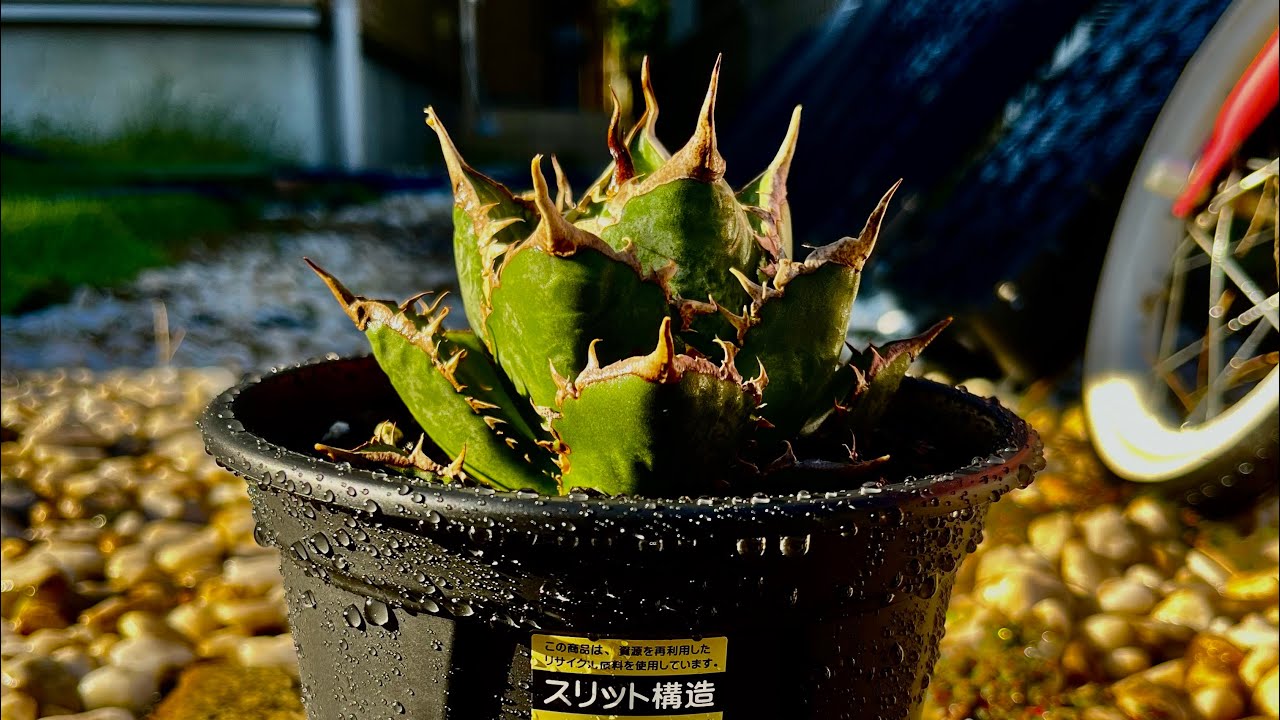 アガベ　海王　植え替え