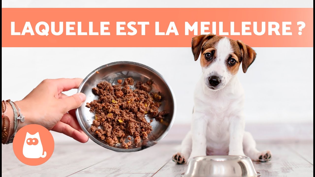 TYPES d'ALIMENTATION pour CHIEN 🐶🥩 (4 R&Eacute;GIMES CANINS)