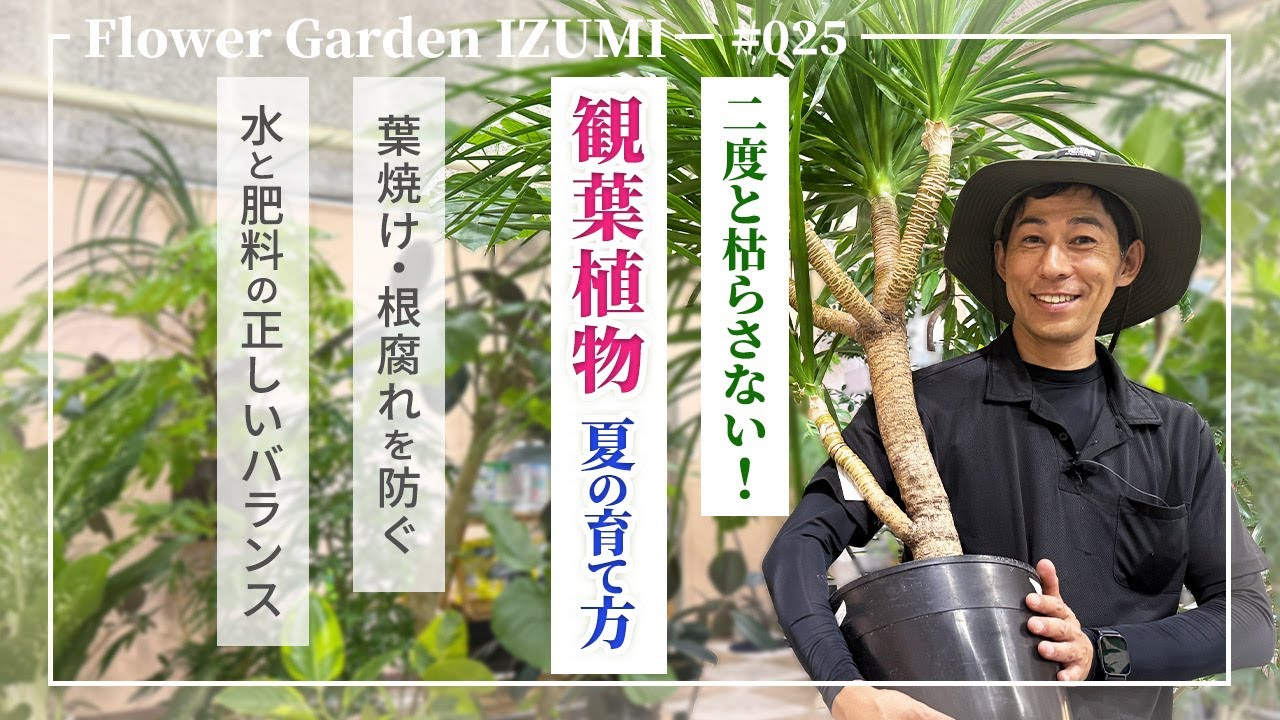 観葉植物８月の管理のポイントを徹底解説！枯らさないためにやるべき作業は？#園芸 #ハイポネックス