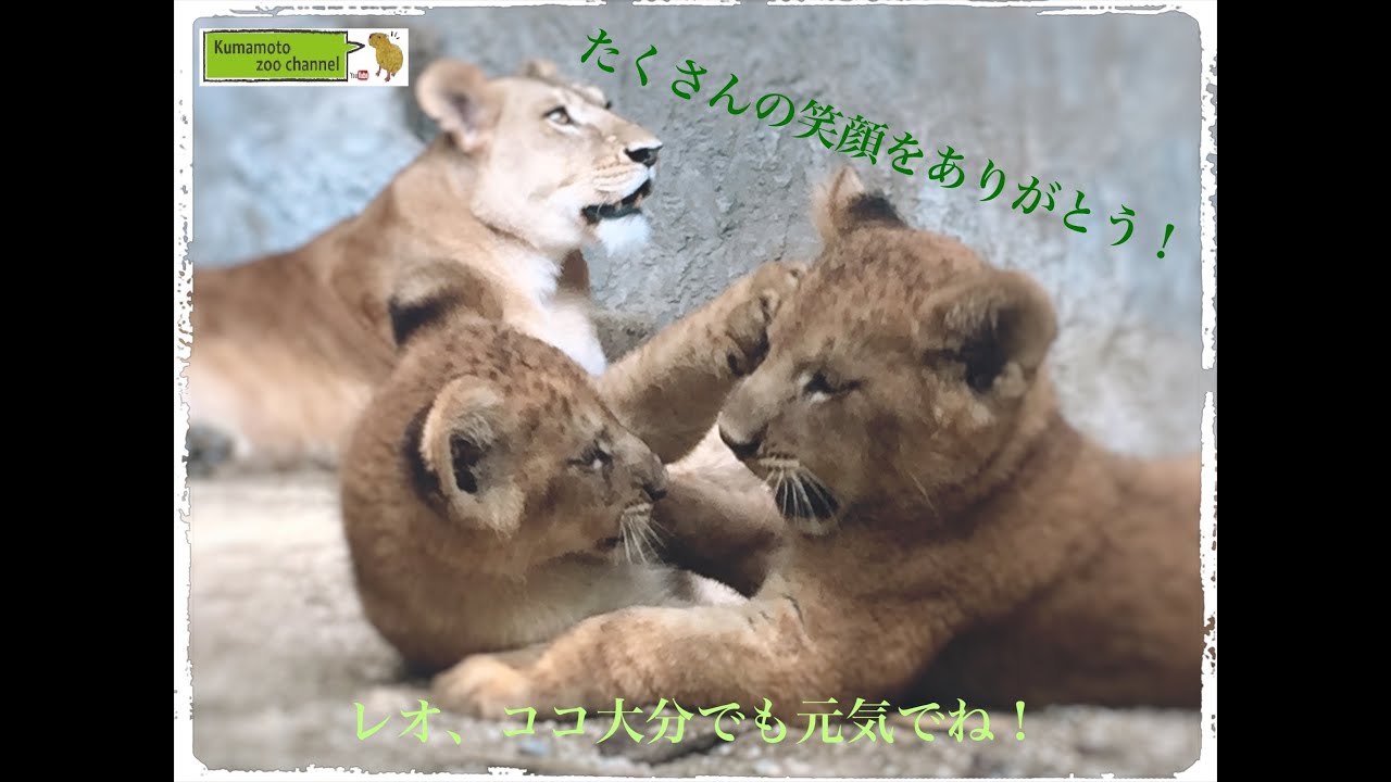 ライオンの親子が与えてくれた笑顔！~レオ、ココ大分でも元気でね~