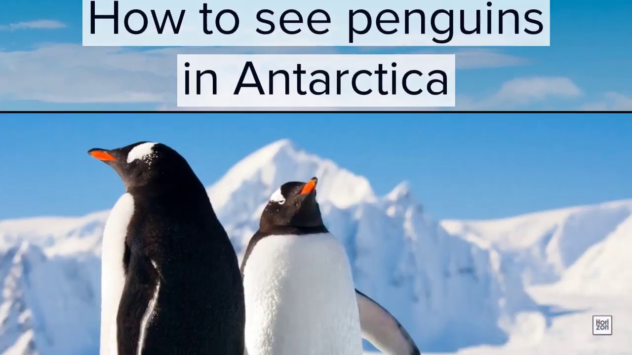 Where and how to see Penguins in Antarctica