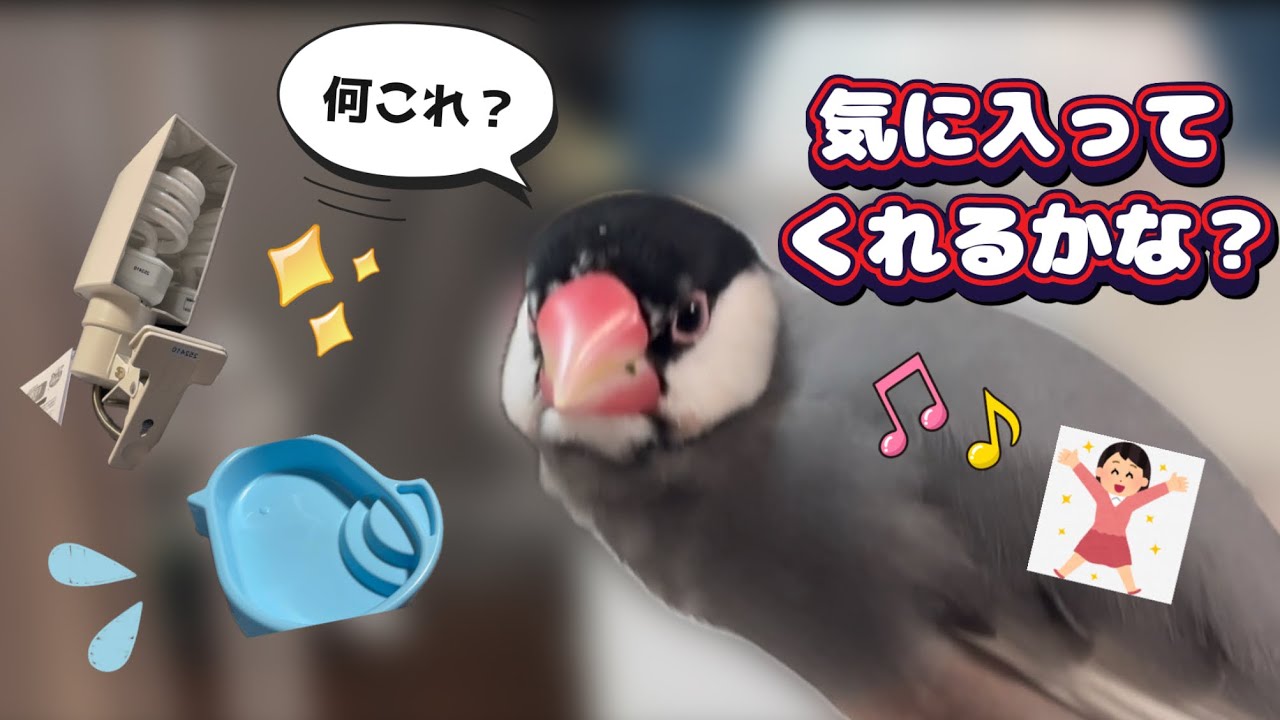 可愛い文鳥さんには 財布の紐が緩みがち！【ちょっと長め】