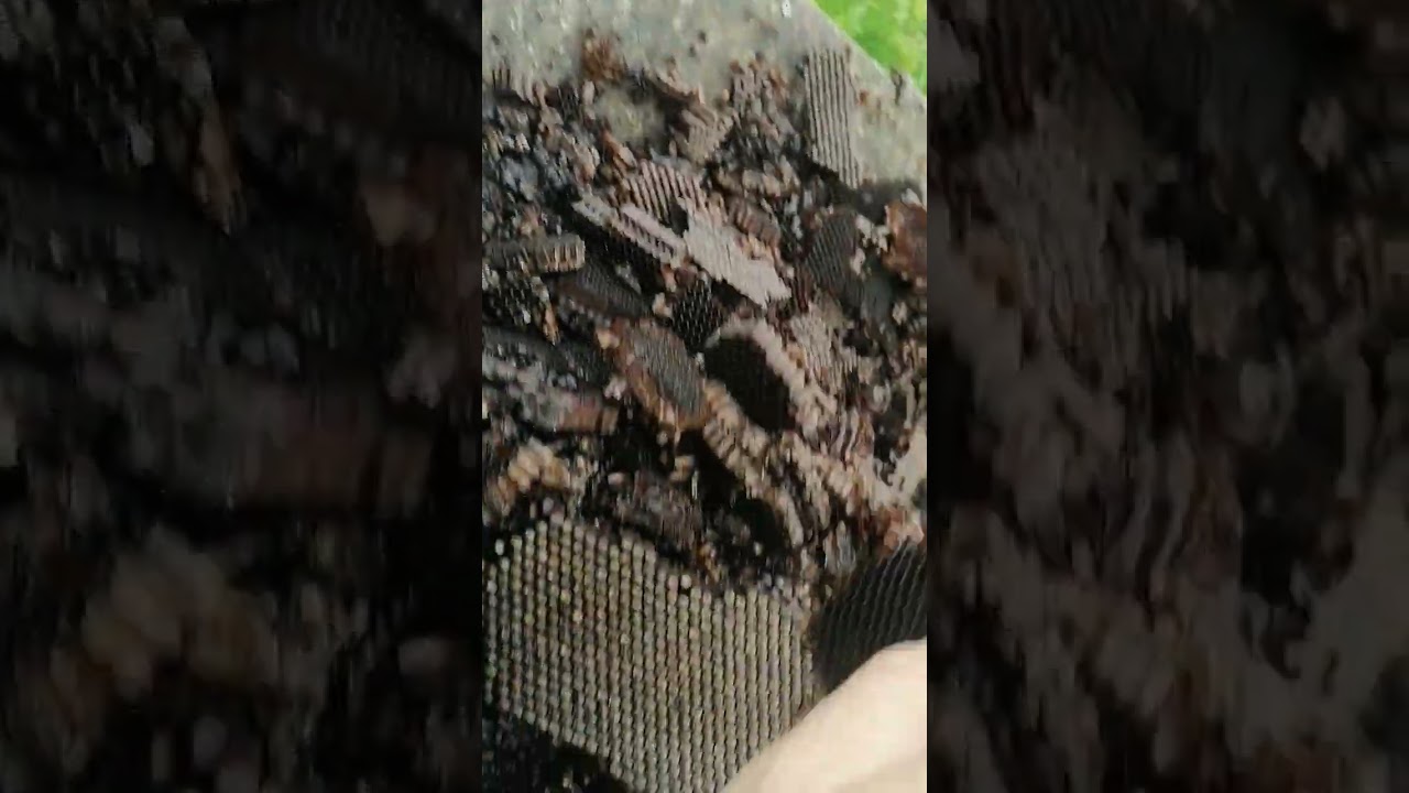 Мерва после перетопки рамок в сухой электрической воскотопке при 120 градусах, не осталось воска.