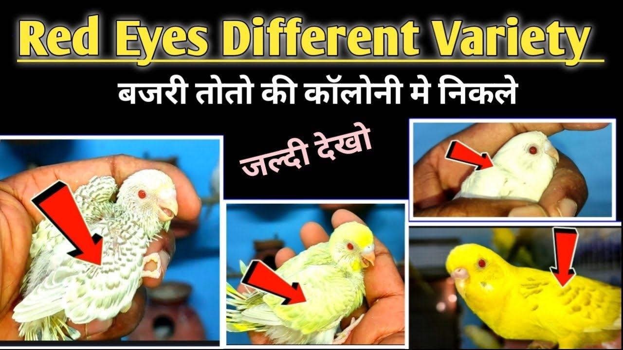 Red Eyes Budgies Different Variety In My Budgies Colony // red eyes budgies parrot different varity