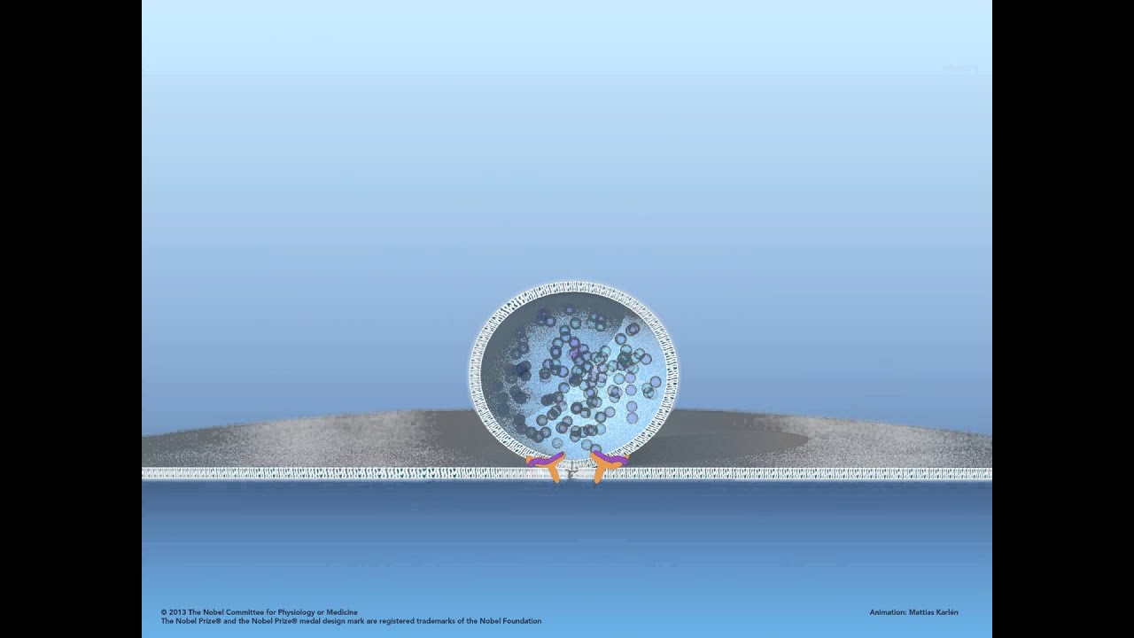 Fusion of vesicle with membrane