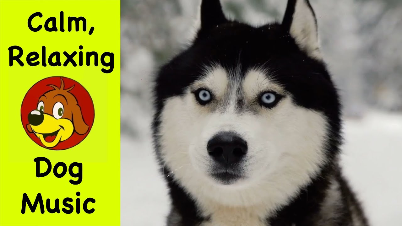 Relaxing Classic Music For Dogs 💖 Calming Piano Music To Help Puppy Dogs Relax
