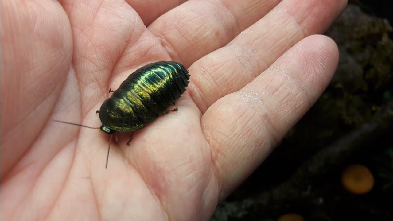 An introduction to the Metallic emerald cockroach.