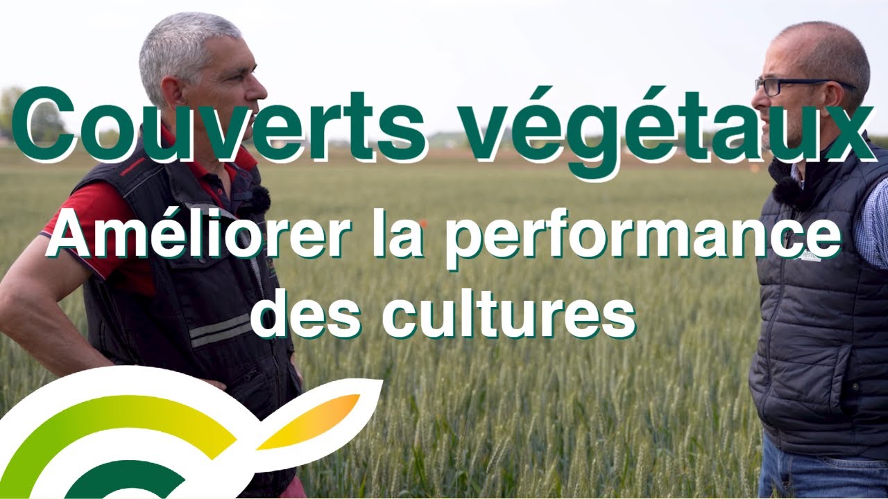 Les couverts végétaux : pour améliorer la performance des cultures