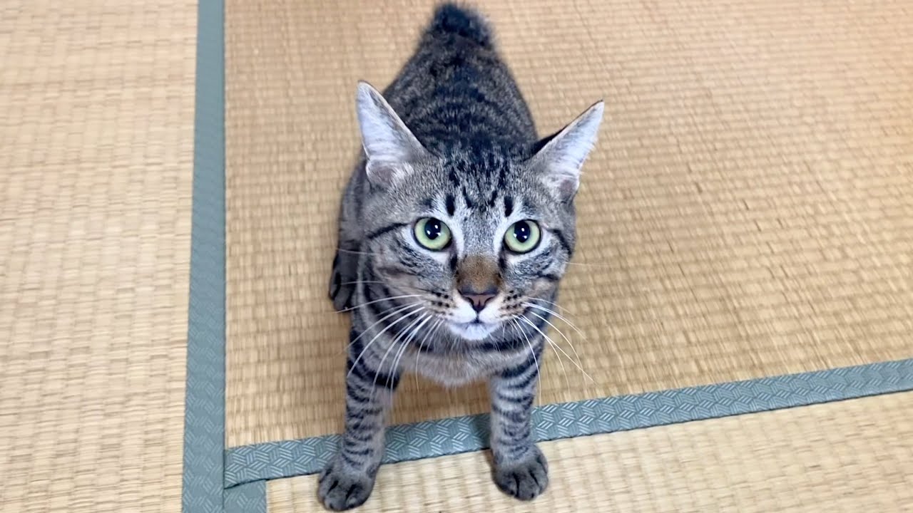 ふくちゃんが３歳になりました