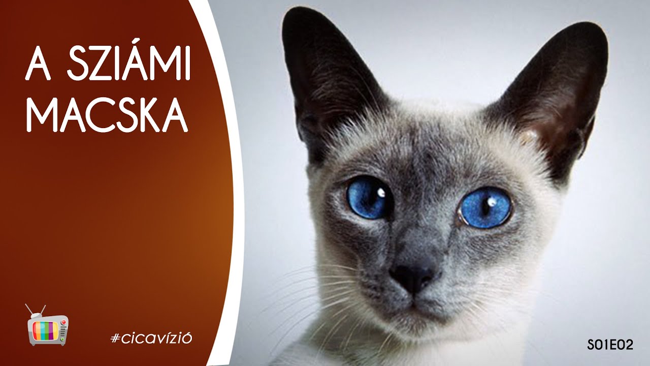 Fajtabemutató: a sziámi macska | s01e02 | #cicavízió
