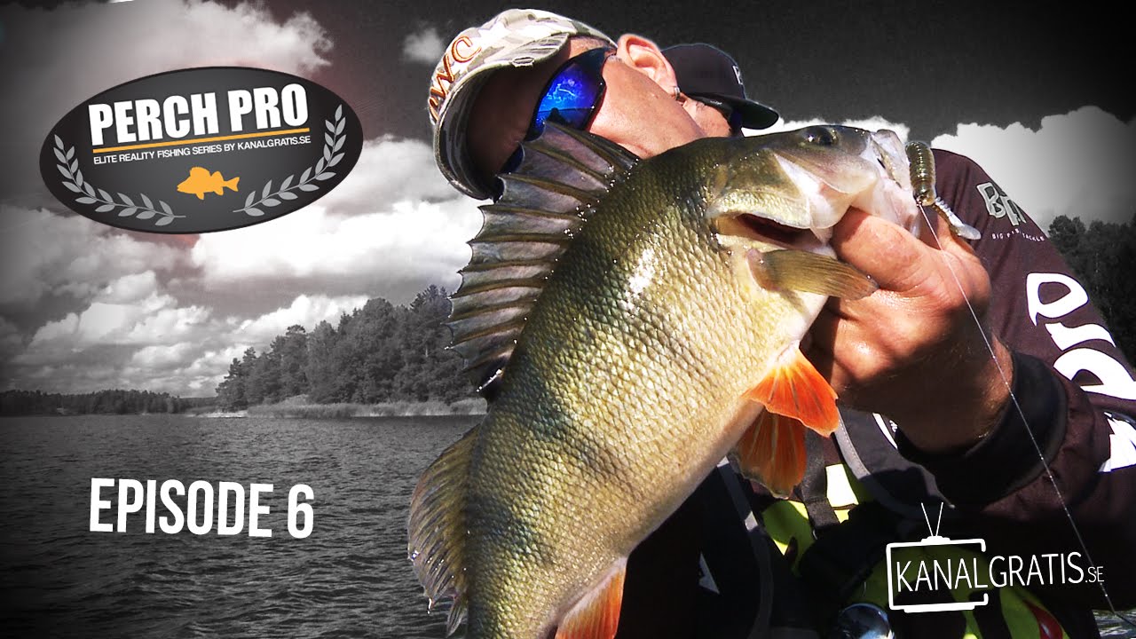 Perch Pro 2016 - ЭПИЗОД 6 - Kanalgratis.se