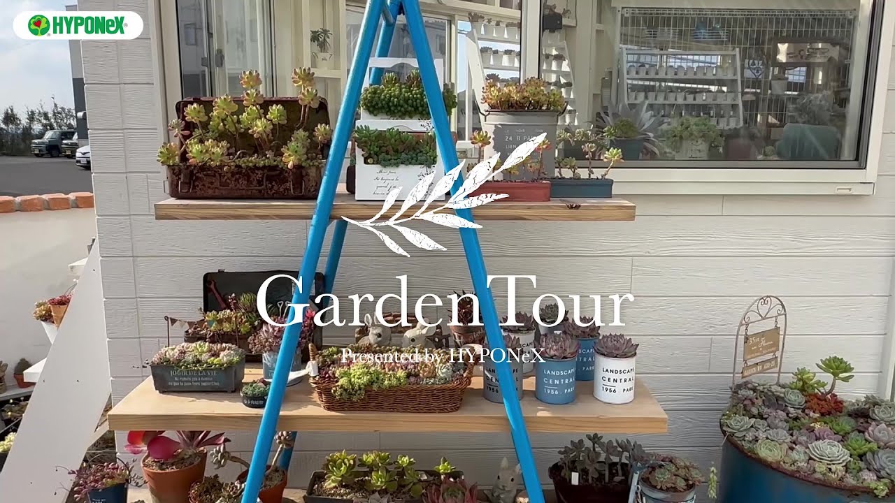 🕊Garden Tour🕊86：乙女心など大好きなセダムを一年中室内から眺められるよう、全面改装した地植え花壇がこだわりのお庭