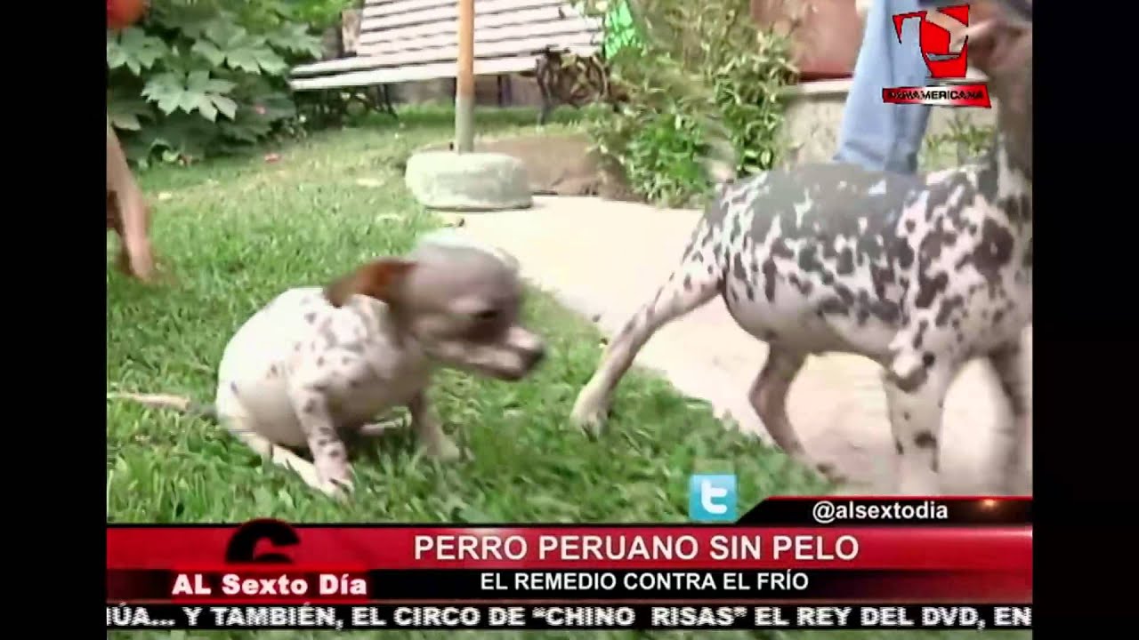 Perro sin pelo: más peruano que el Pisco para este frío invierno