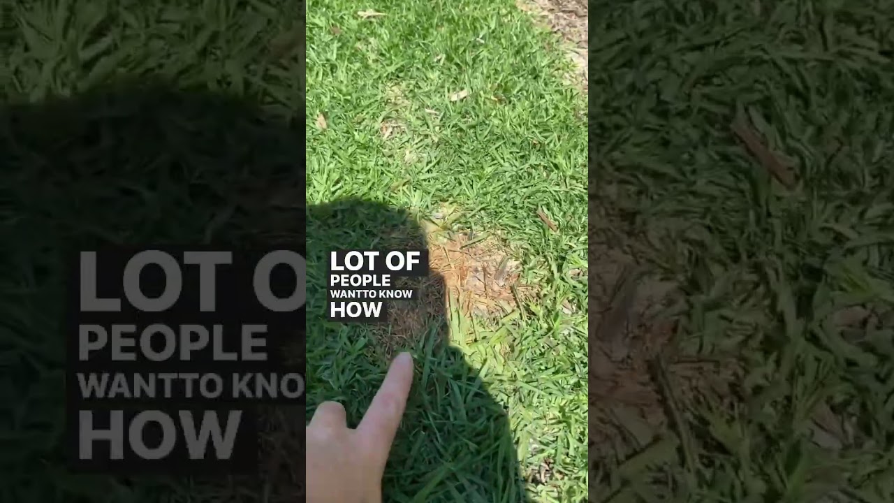 Lawn Grub damage with Maggie The Lawn Iggy #home #garden #lawns