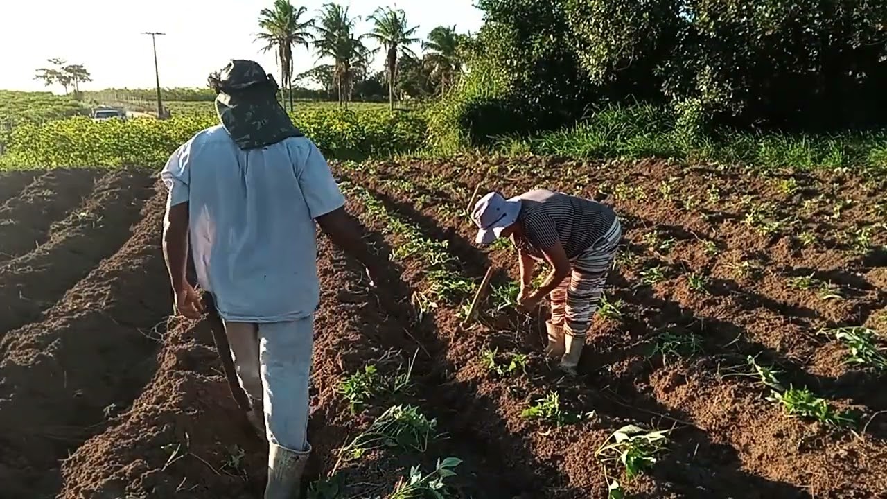 Mais uma 🌾 plantacao de 🥔