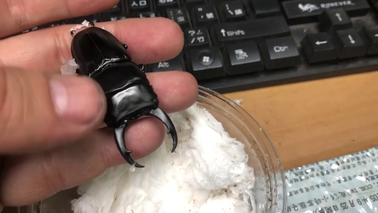 亮黑色的台灣原生種 鍬形蟲 平頭大鍬 如何飼養甲蟲 / 鍬形蟲會咬人嗎