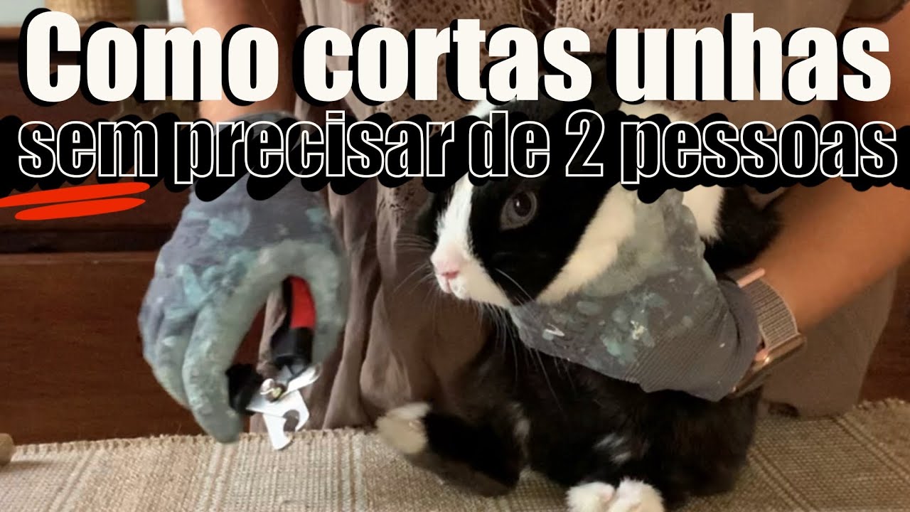 COMO CORTAR AS UNHAS DE UM COELHO DE FORMA SIMPLES E FÁCIL+COMO ESCOVAR O PELO DO COELHO