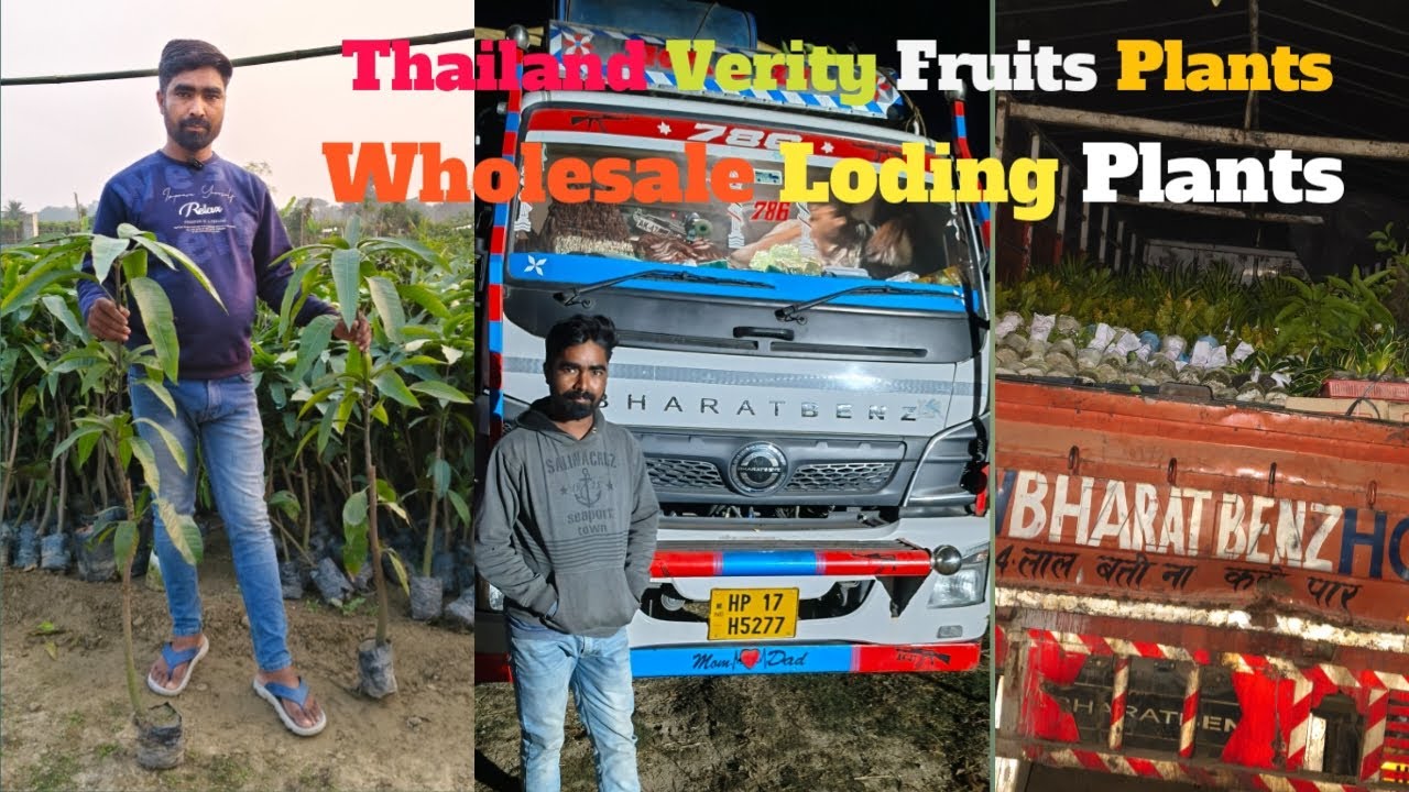 Thailand Verity Fruits Plants Wholesale Loding Plants (Date.19.1.2026) Contact Whatsapp 8926405481