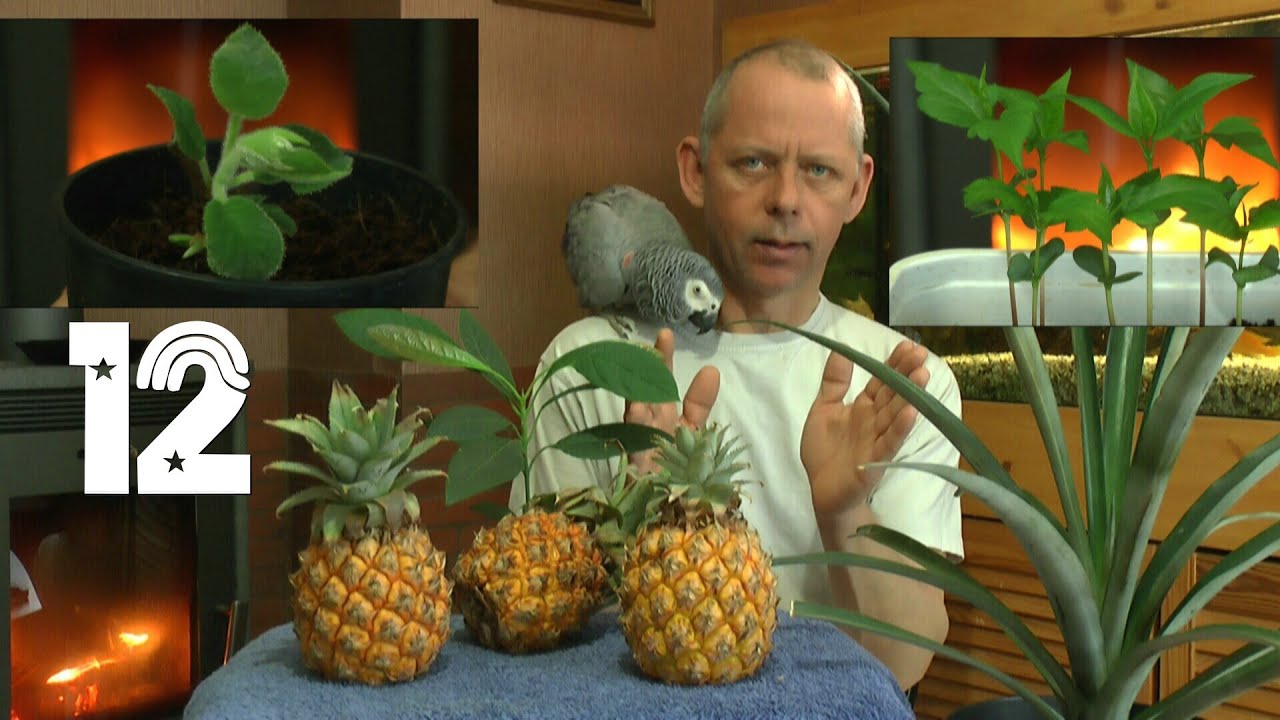 Ananas. Die Sämlinge und wie geht es weiter mit den Exoten und anderen Pflanzen Teil 12