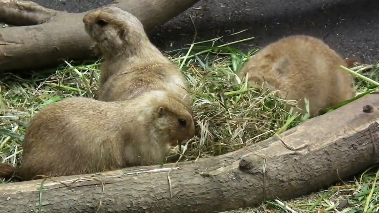 2025.5.9    東京上野鳥散歩