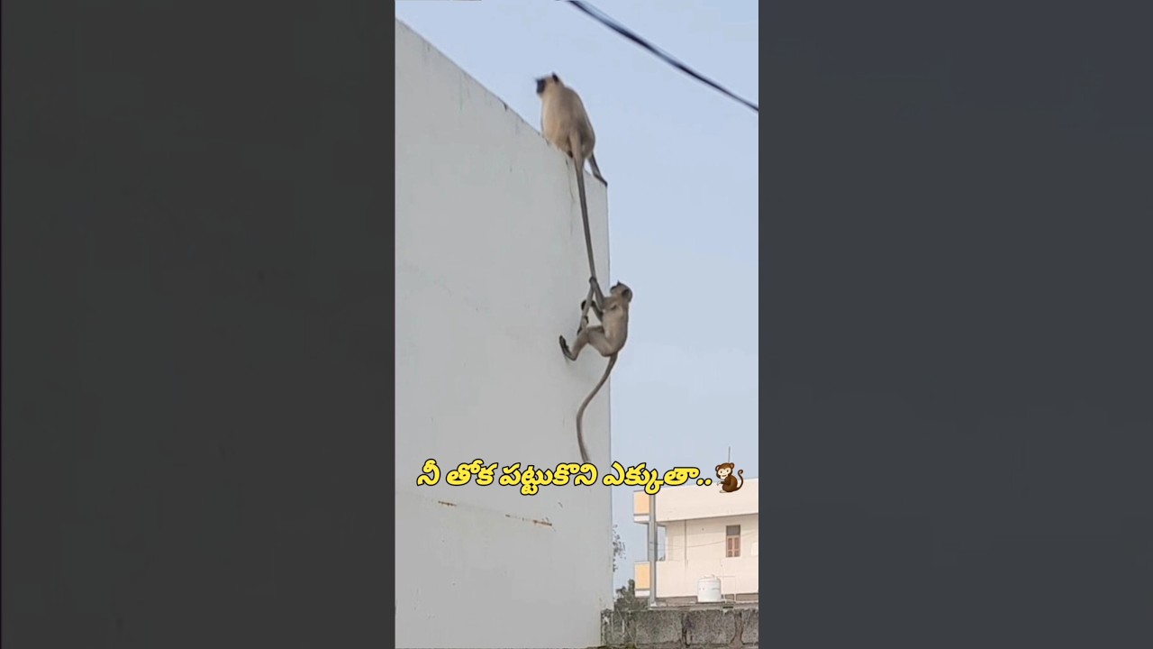 Monkey Baby Funny Short 