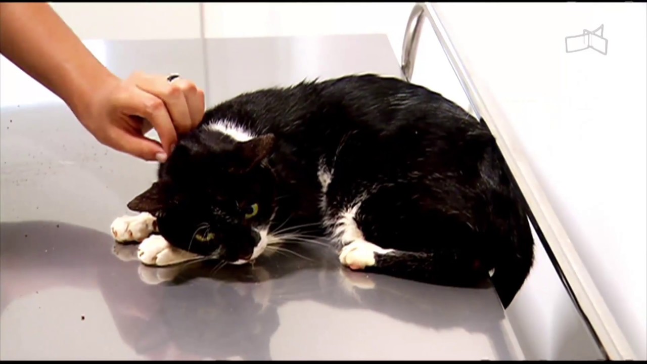 Após três anos, Hospital Veterinário do DF é inaugurado.