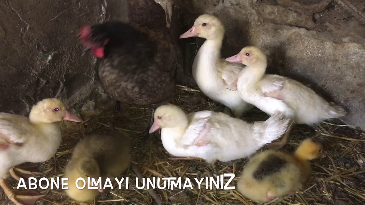 Çiftlikteki civcivler kaz yavruları Beç yavruları Amerikan ördekleri büyüyor🐥(Bölüm 25)