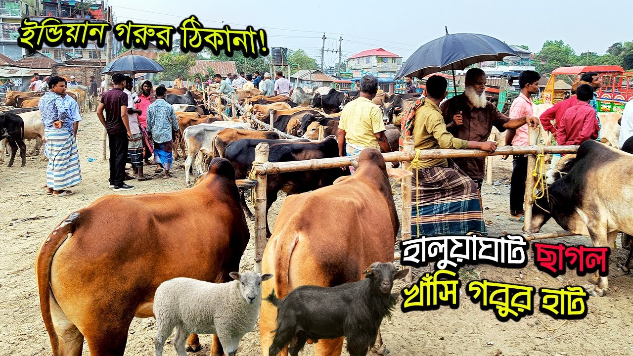 ইন্ডিয়ান গরুর আসল ঠিকানা! Village Cow & Goat Market। হালুয়াঘাট ছাগল খাঁসি ভেড়ার হাট, ময়মনসিংহ ২০২৪
