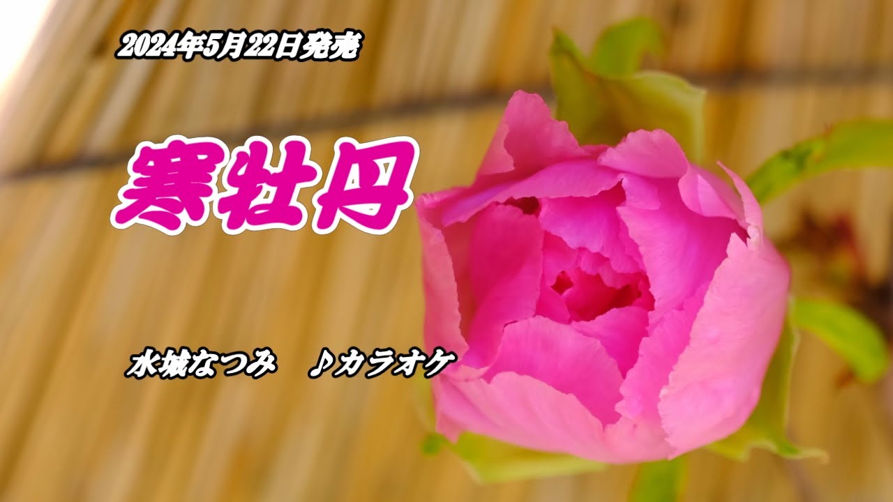 【寒牡丹】水城なつみ　カラオケ　2024年5月22日発売