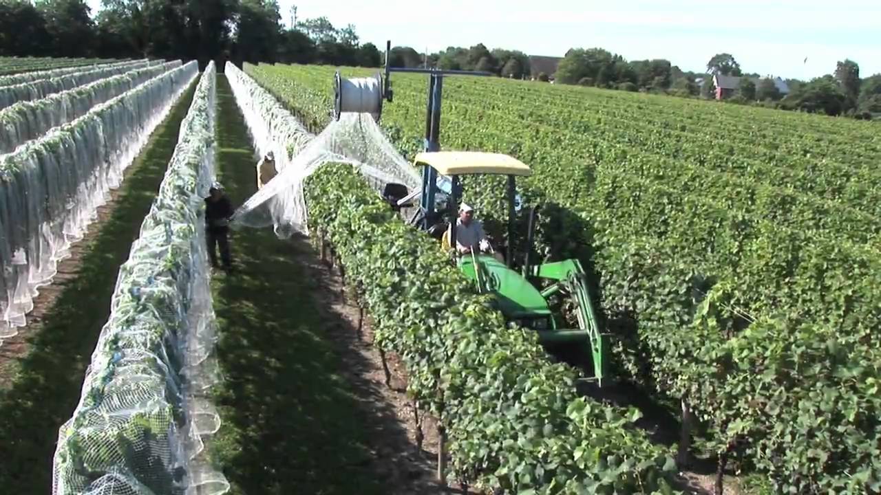 Newport Vineyards Grape Harvest