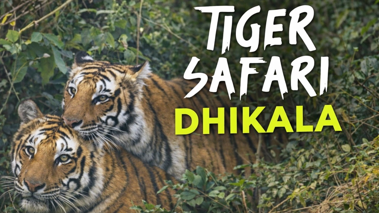 Jim Corbett National Park | Dhikala Zone | Wildlife Safari | Tiger & Elephant Sighting | 4K Video |