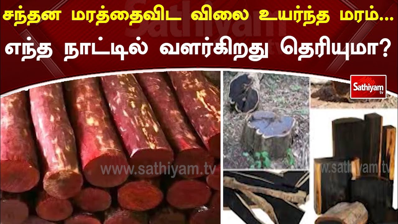 சந்தன மரத்தைவிட விலை உயர்ந்த மரம்.. எந்த நாட்டில் வளர்கிறது தெரியுமா? | Program Special