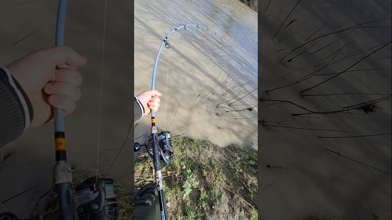 La fuga del mostro pesce gatto a spinning😱 #fishing
