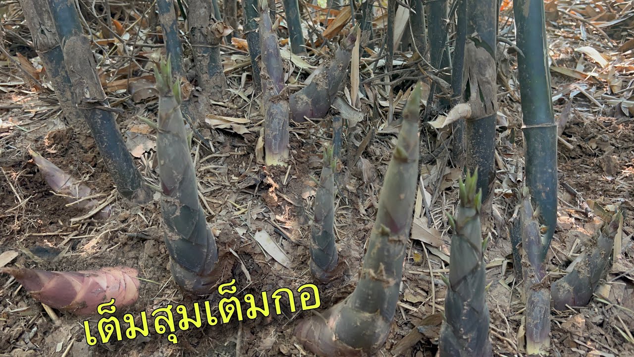 อลังการงานสร้าง สุดจะหาคำมาบรรยาย หาหน่อไม้หน้าแล้งออกหน่อเต็มกอ เกือบเต็มเป้สพาย