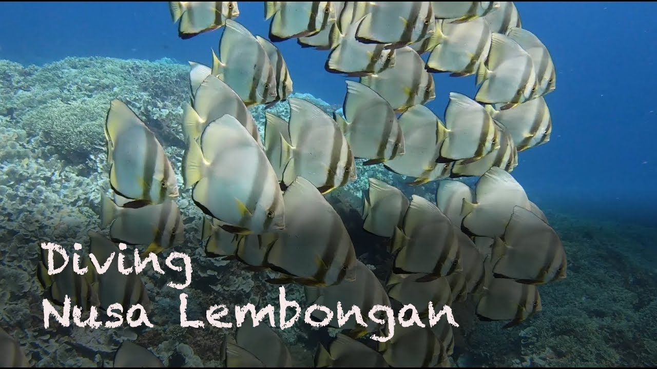 Diving Lembongan, Bali - Plus Fish ID